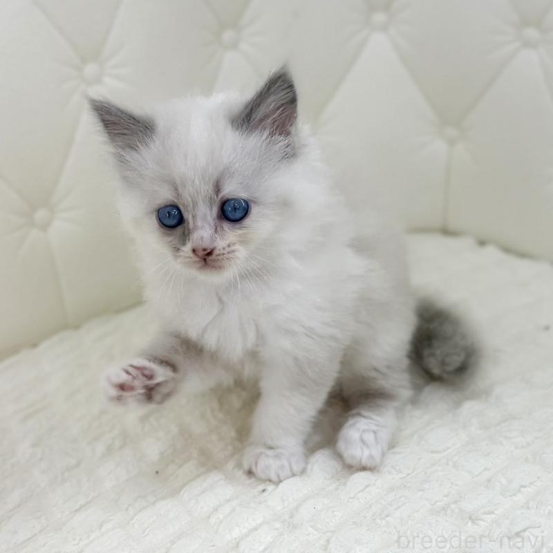 販売中の鹿児島県のサイベリアン-134410の11枚目