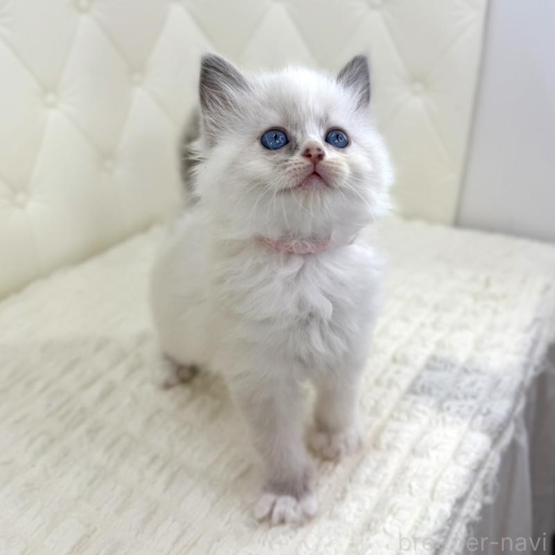 販売中の鹿児島県のサイベリアン-134410の10枚目