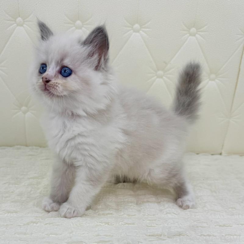 販売中の鹿児島県のサイベリアン-134410の9枚目