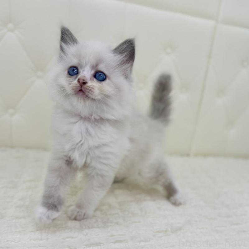 販売中の鹿児島県のサイベリアン-134410の7枚目