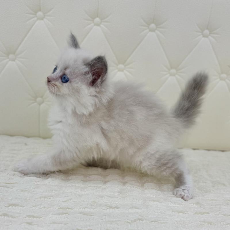 販売中の鹿児島県のサイベリアン-134410の8枚目