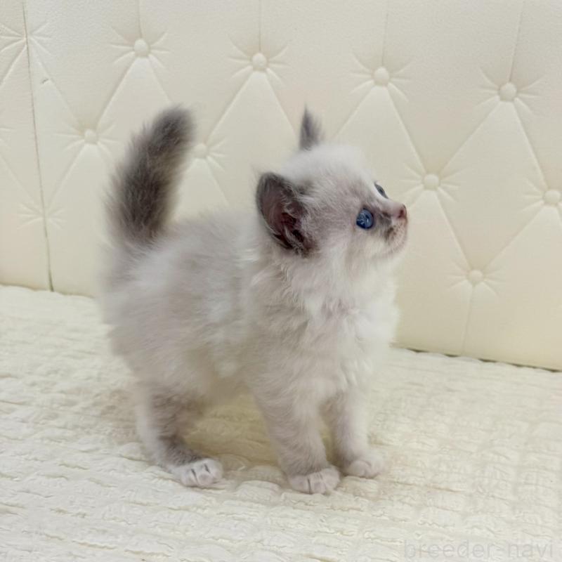 販売中の鹿児島県のサイベリアン-134410の6枚目