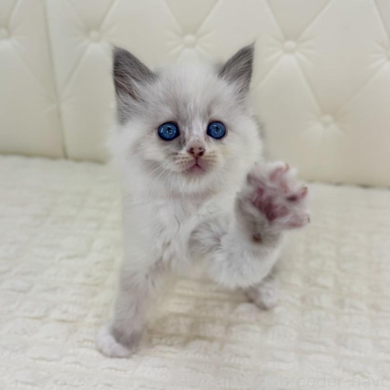 販売中の鹿児島県のサイベリアン-134410の5枚目