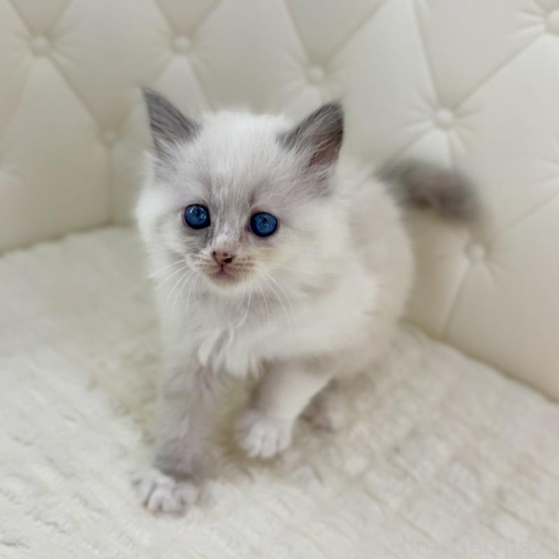 販売中の鹿児島県のサイベリアン-134410の4枚目