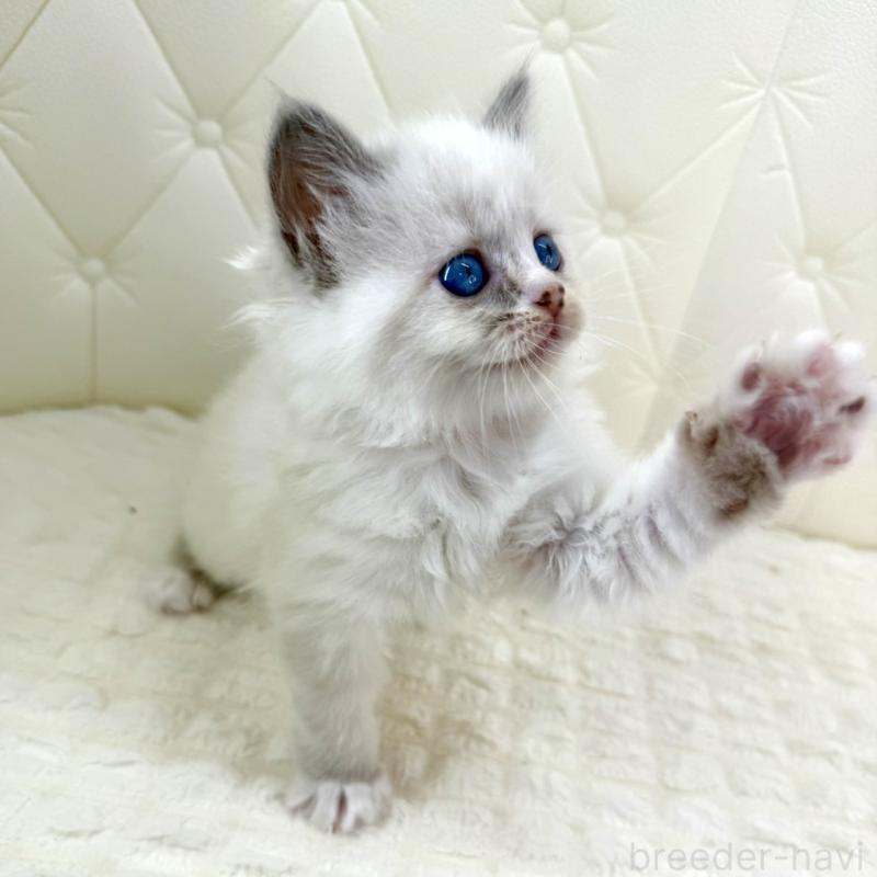 販売中の鹿児島県のサイベリアン-134410の3枚目