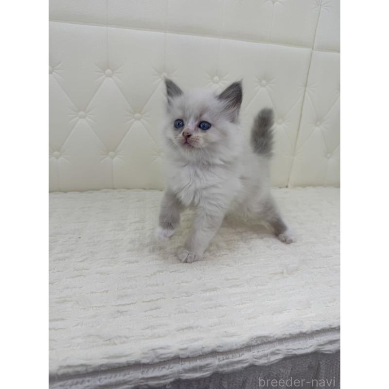 販売中の鹿児島県のサイベリアン-134410の2枚目