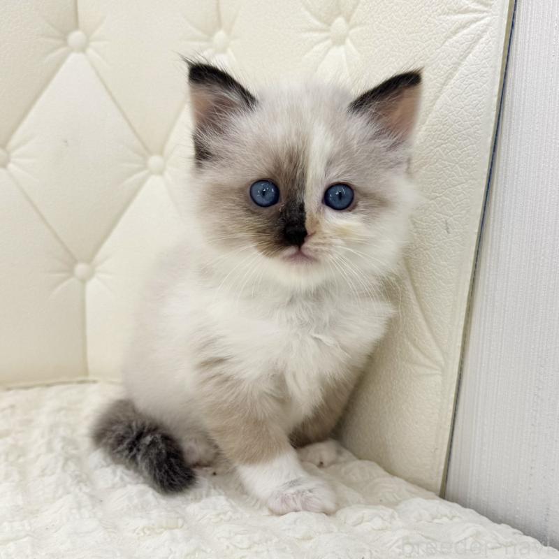 販売中の鹿児島県のサイベリアン-134411の1枚目