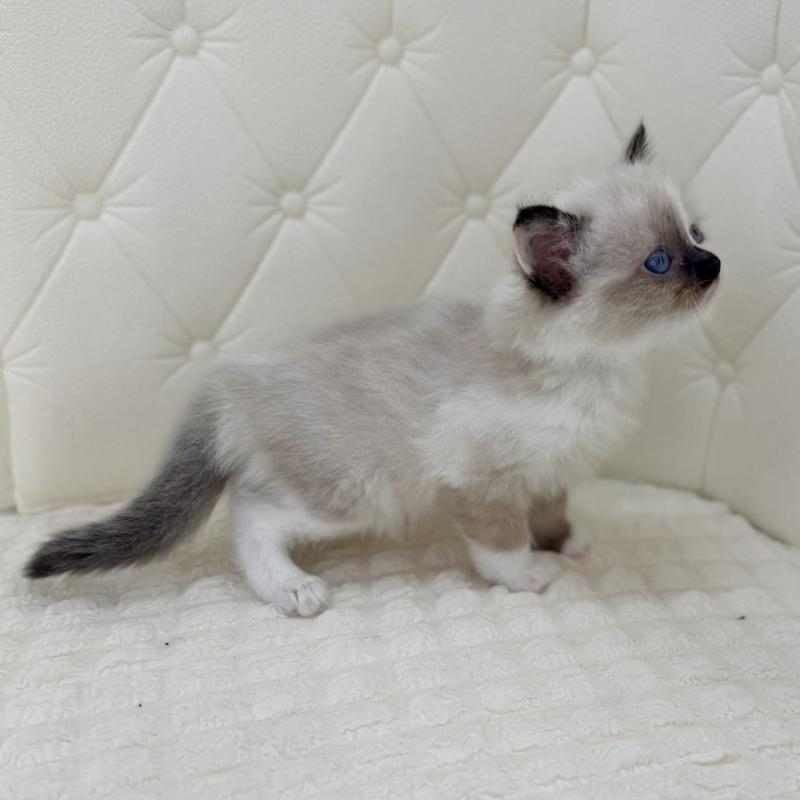 販売中の鹿児島県のサイベリアン-134411の13枚目