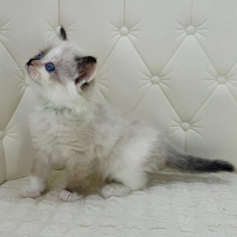 販売中の鹿児島県のサイベリアン-134411の12枚目