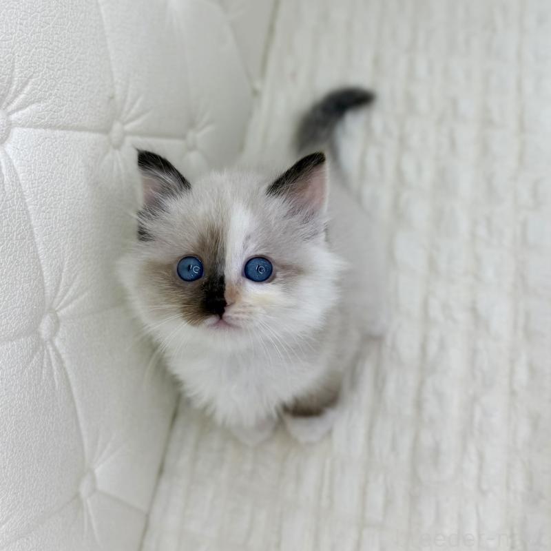 販売中の鹿児島県のサイベリアン-134411の11枚目