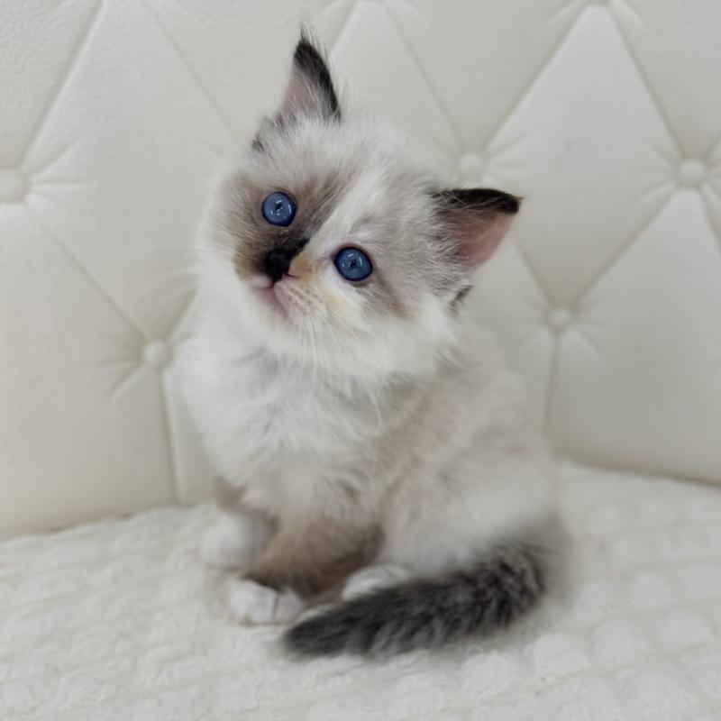 販売中の鹿児島県のサイベリアン-134411の10枚目