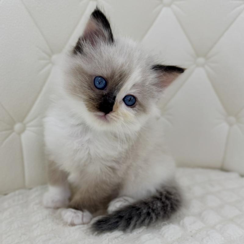 販売中の鹿児島県のサイベリアン-134411の9枚目