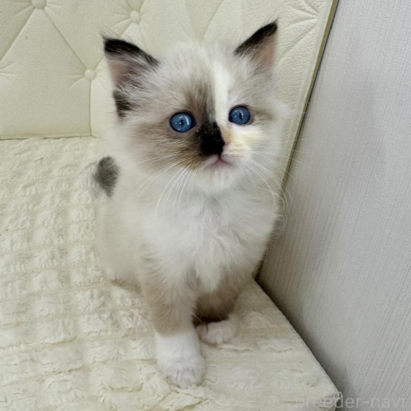 販売中の鹿児島県のサイベリアン-134411の8枚目