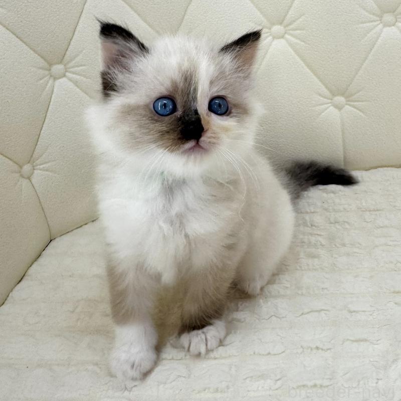 販売中の鹿児島県のサイベリアン-134411の7枚目