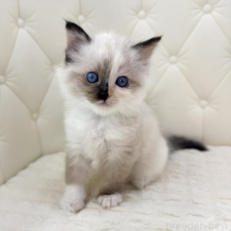 販売中の鹿児島県のサイベリアン-134411の6枚目