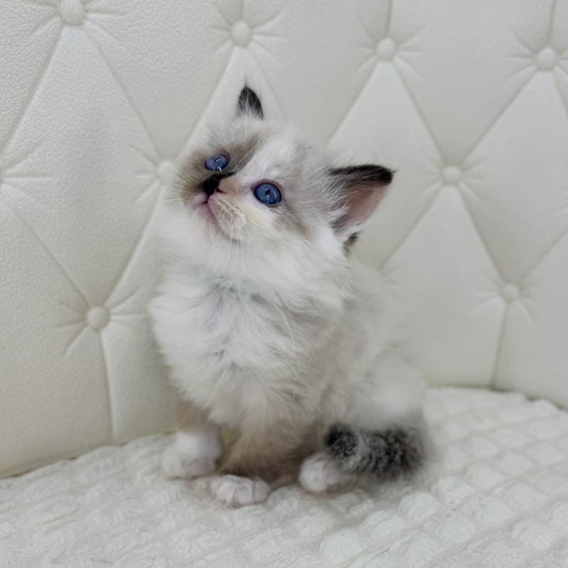 販売中の鹿児島県のサイベリアン-134411の5枚目