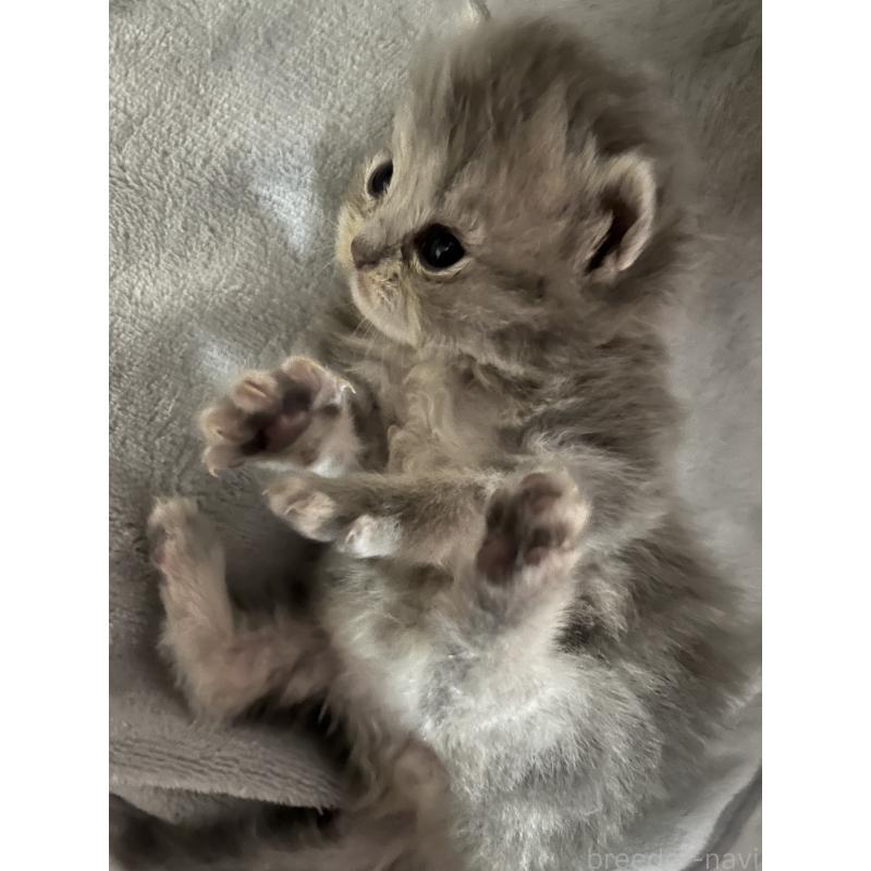 販売中の愛知県のペルシャ(チンチラ)-134172の4枚目