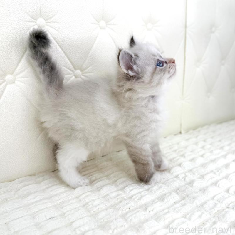 販売中の鹿児島県のサイベリアン-134412の10枚目