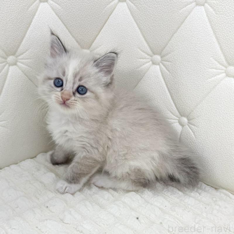 販売中の鹿児島県のサイベリアン-134412の9枚目