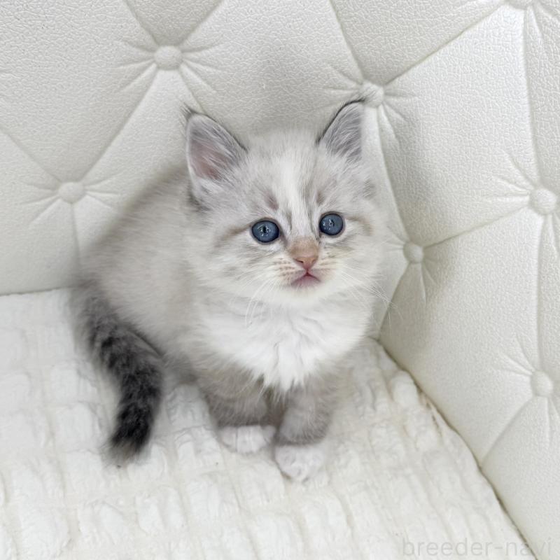 販売中の鹿児島県のサイベリアン-134412の8枚目