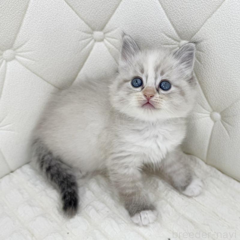 販売中の鹿児島県のサイベリアン-134412の7枚目