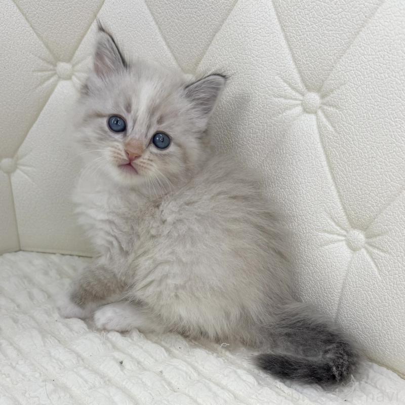 販売中の鹿児島県のサイベリアン-134412の6枚目