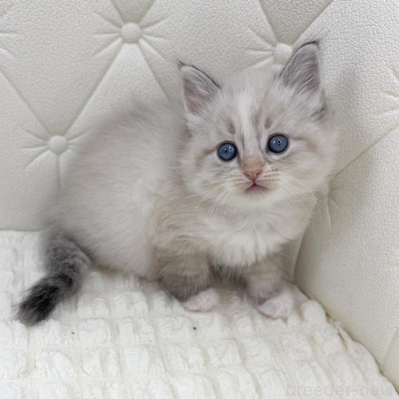 販売中の鹿児島県のサイベリアン-134412の4枚目