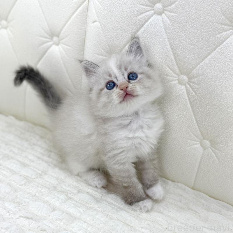 販売中の鹿児島県のサイベリアン-134412の3枚目