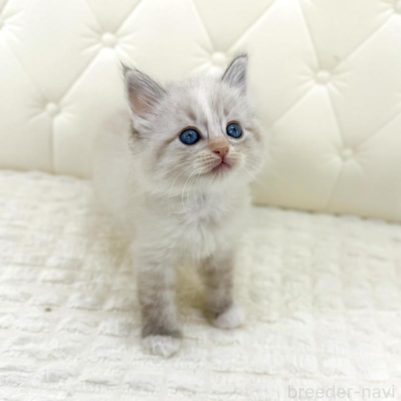 販売中の鹿児島県のサイベリアン-134412の2枚目