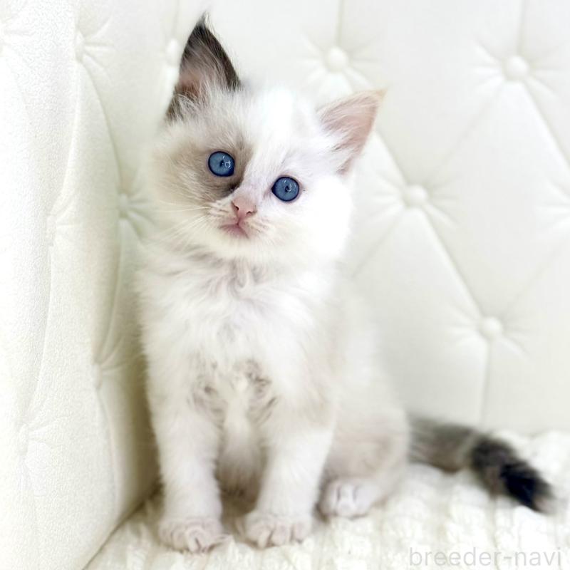 販売中の鹿児島県のサイベリアン-134413の1枚目