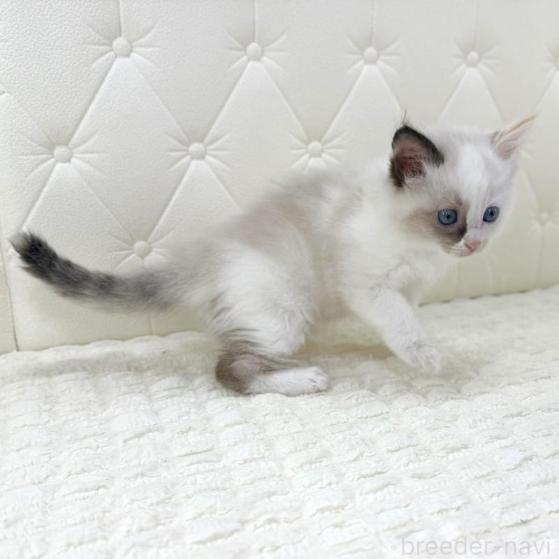 販売中の鹿児島県のサイベリアン-134413の12枚目