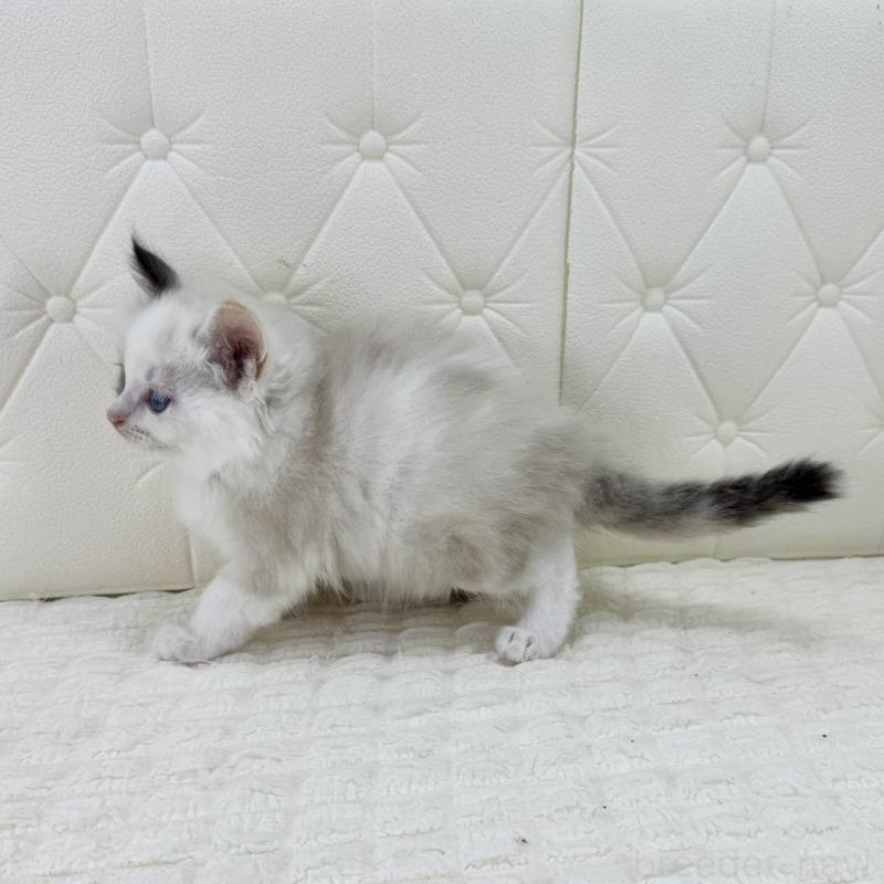 販売中の鹿児島県のサイベリアン-134413の11枚目