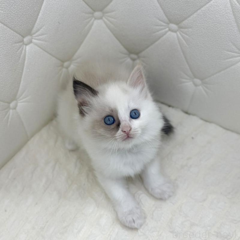 販売中の鹿児島県のサイベリアン-134413の10枚目