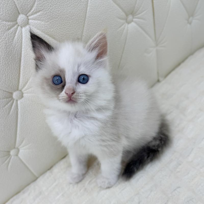 販売中の鹿児島県のサイベリアン-134413の9枚目