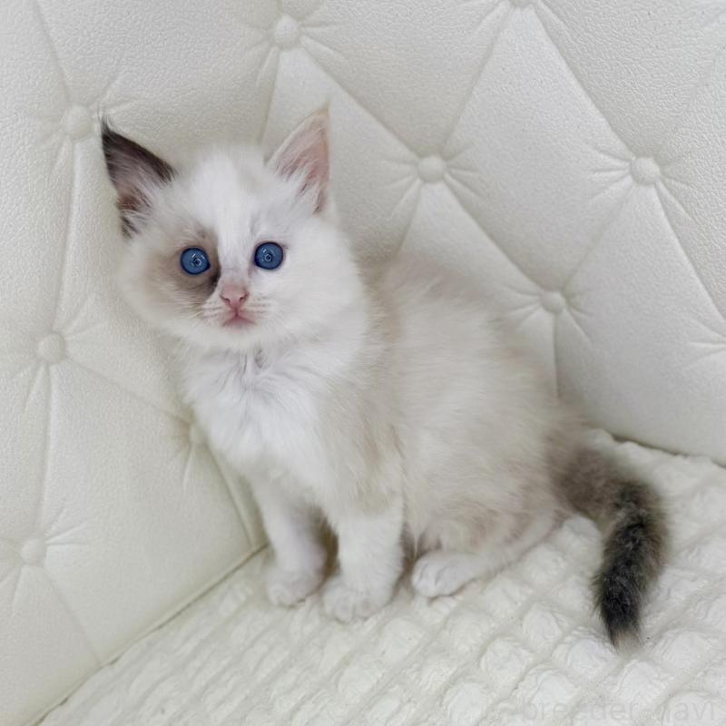 販売中の鹿児島県のサイベリアン-134413の8枚目