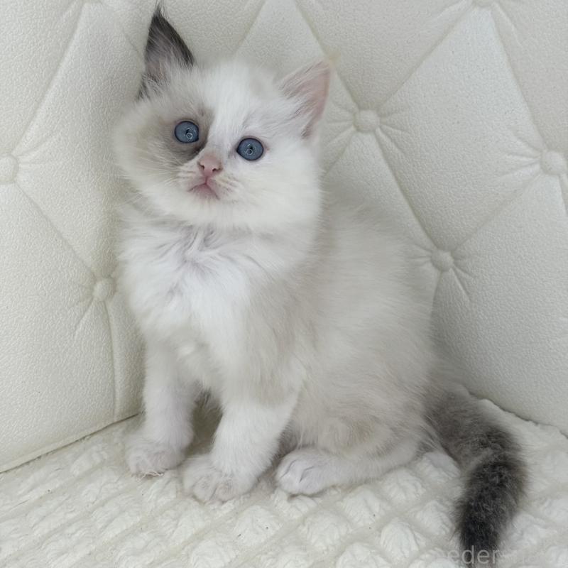 販売中の鹿児島県のサイベリアン-134413の7枚目