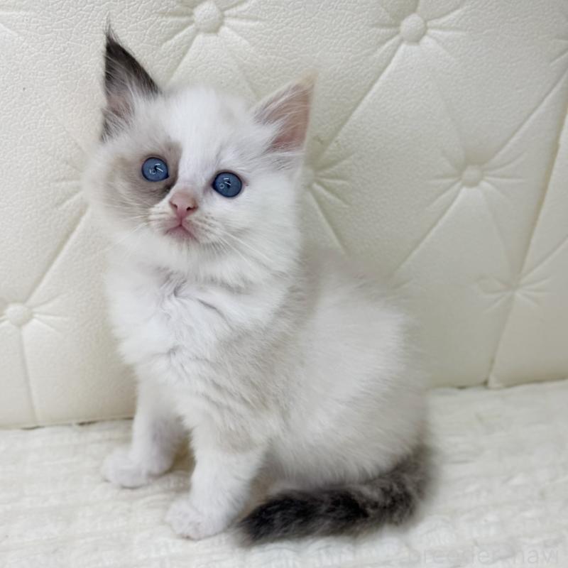 販売中の鹿児島県のサイベリアン-134413の5枚目