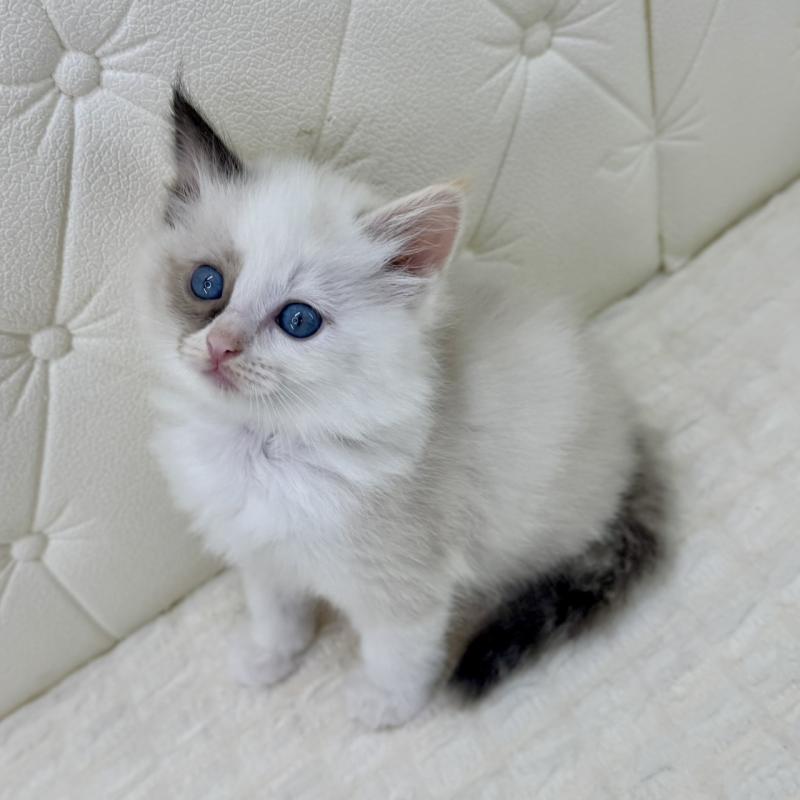 販売中の鹿児島県のサイベリアン-134413の4枚目