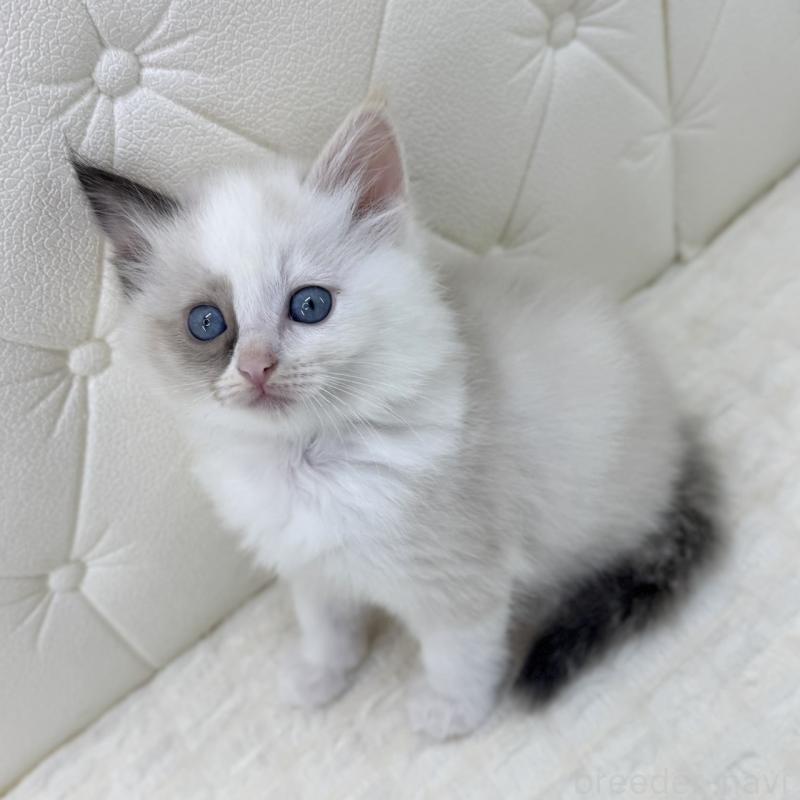 販売中の鹿児島県のサイベリアン-134413の3枚目