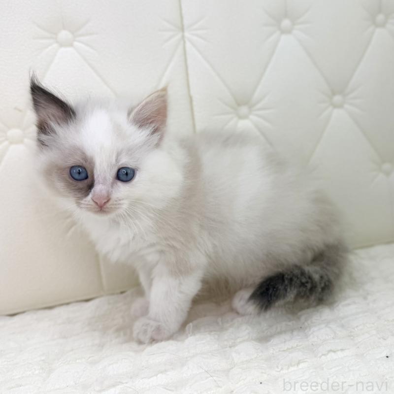 販売中の鹿児島県のサイベリアン-134413の2枚目