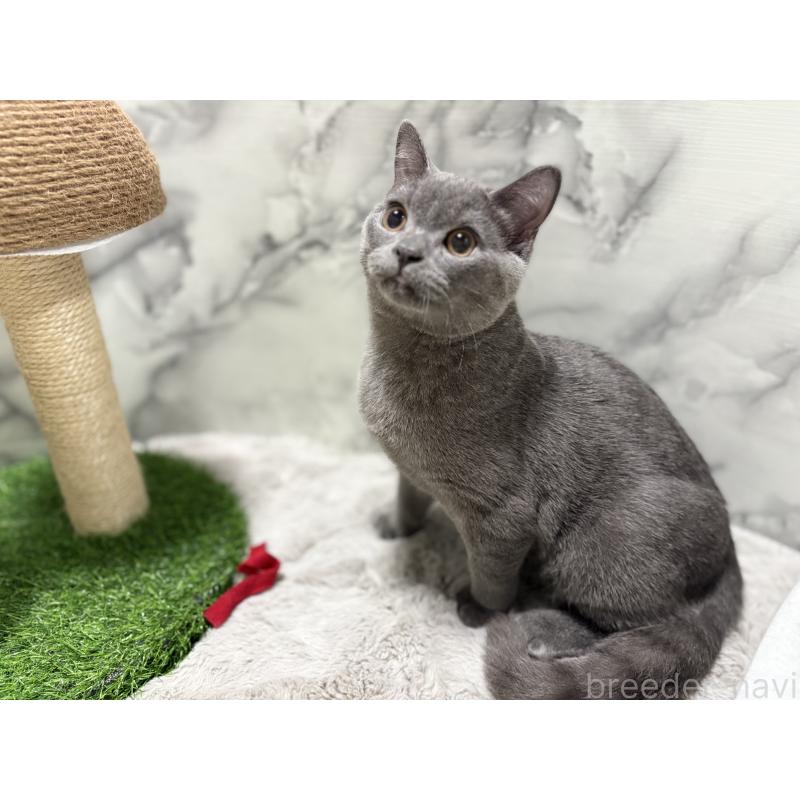 販売中の静岡県のスコティッシュフォールド-127238の2枚目