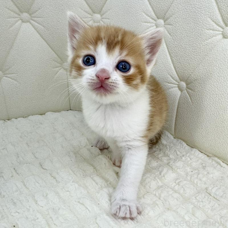 販売中の鹿児島県のスコティッシュフォールド-134414の15枚目