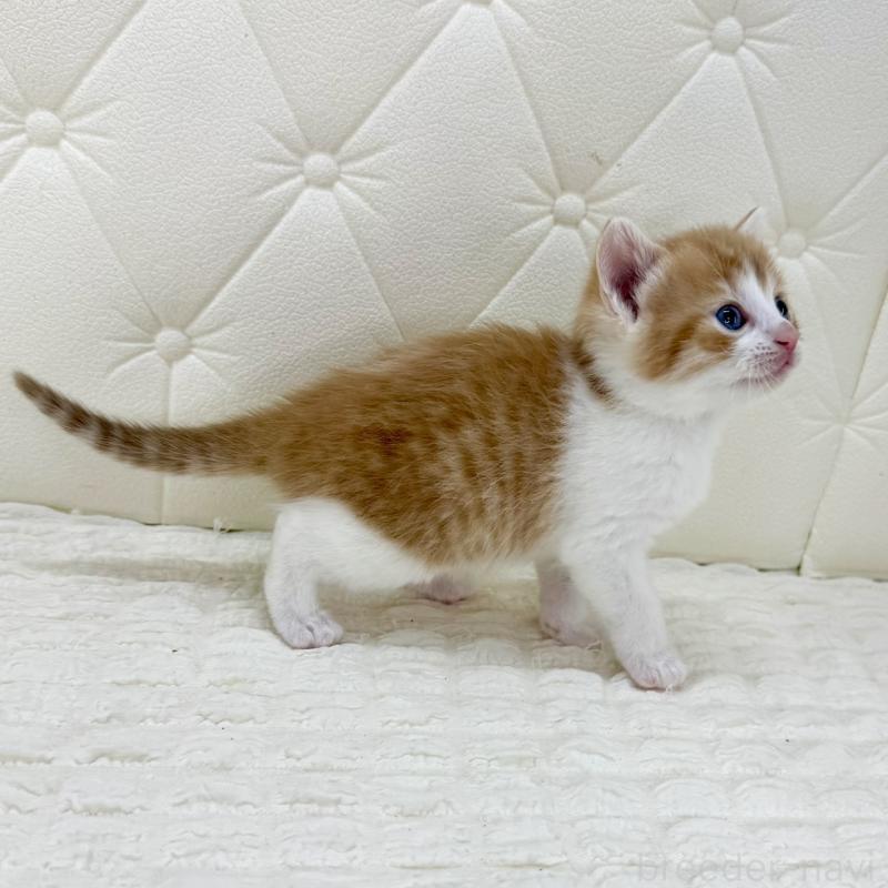 販売中の鹿児島県のスコティッシュフォールド-134414の14枚目