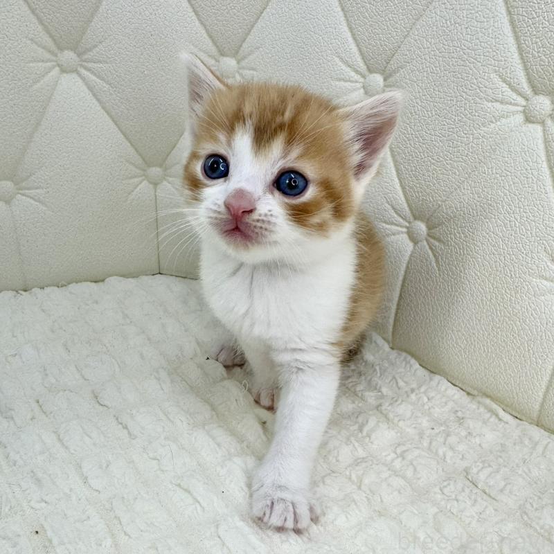 販売中の鹿児島県のスコティッシュフォールド-134414の11枚目