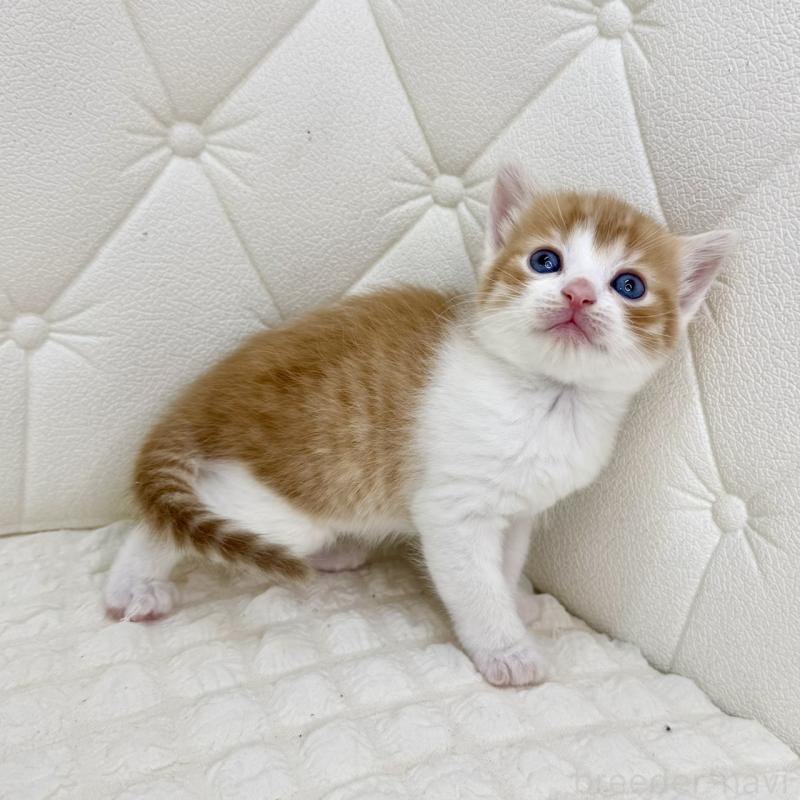 販売中の鹿児島県のスコティッシュフォールド-134414の9枚目