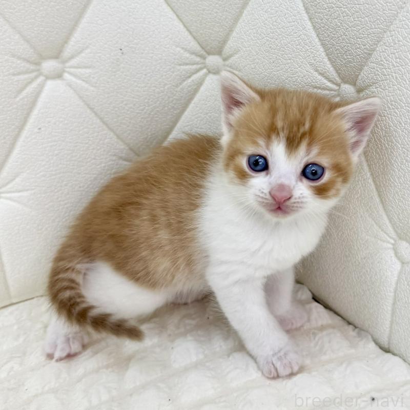 販売中の鹿児島県のスコティッシュフォールド-134414の8枚目