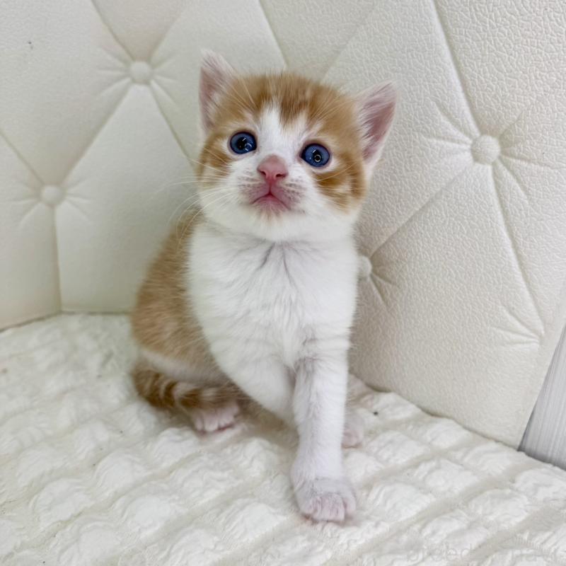 販売中の鹿児島県のスコティッシュフォールド-134414の4枚目