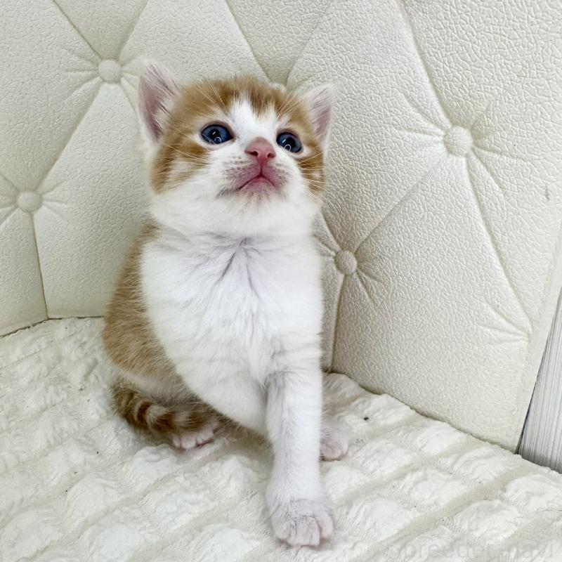 販売中の鹿児島県のスコティッシュフォールド-134414の3枚目