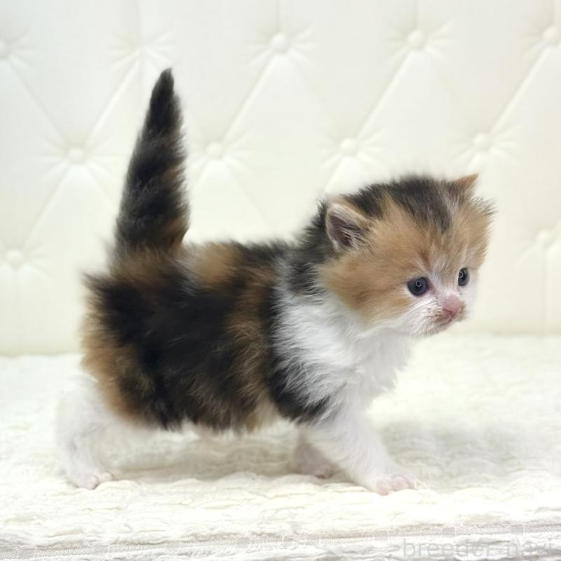 販売中の鹿児島県のスコティッシュフォールド-134415の9枚目