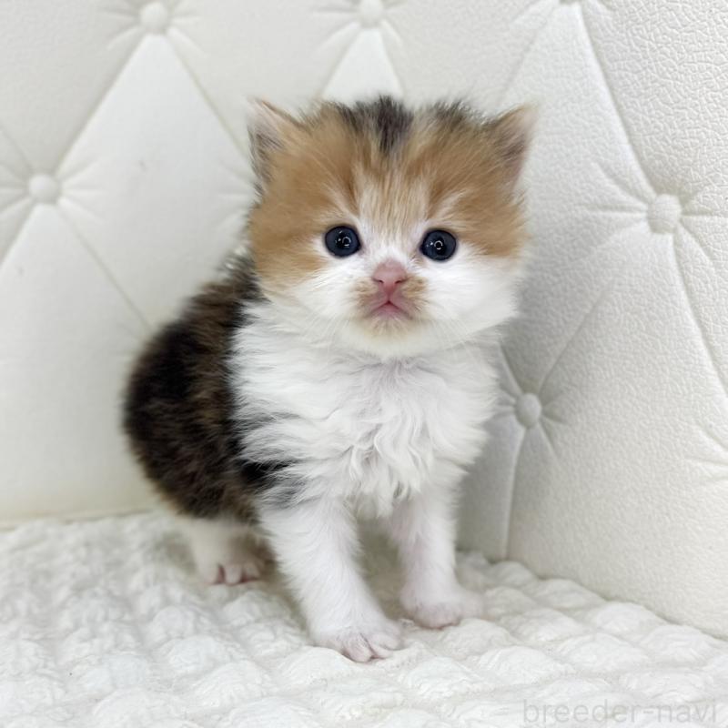 販売中の鹿児島県のスコティッシュフォールド-134415の8枚目